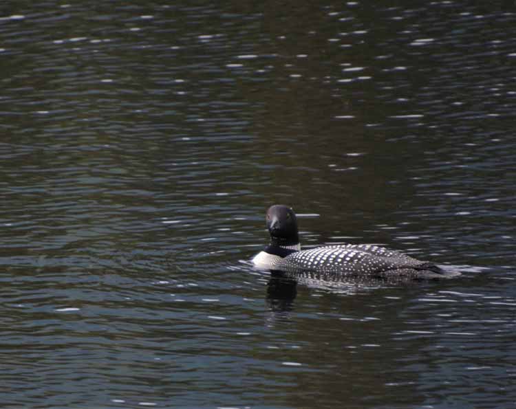 loon
